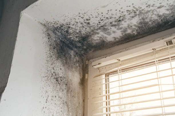 Affordable Commercial Mold Remediation solutions in Forest Heights, TX